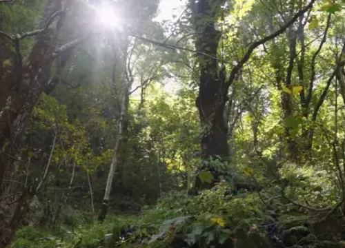 Har Ki Dun Trek Package